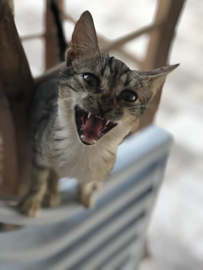 Sizce de dünyanın en çirkin kedisi değil mi?