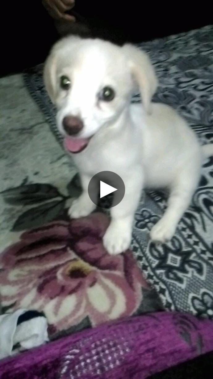 Köpegimin cinsi nedir?