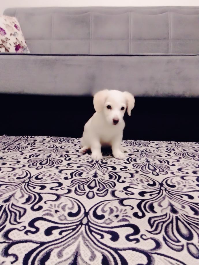 Köpegimin cinsi nedir ?