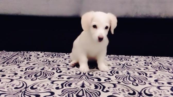 Köpegimin cinsi nedir?