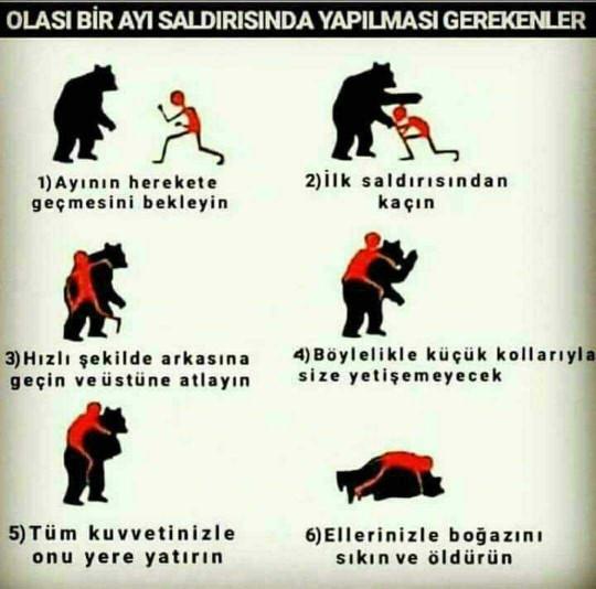 Olasi ayi saldirisinda yapmaniz gerekeni biliyormusunuz??