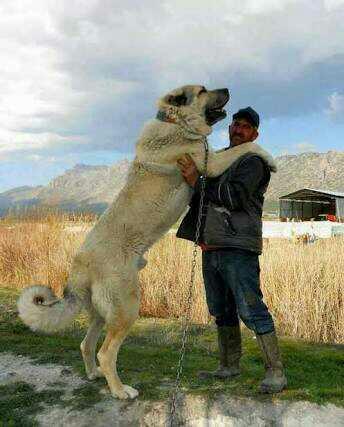 Pitbull mu daha güçlüdür kangal mı?