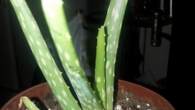 Hediye olarak aloe vera?