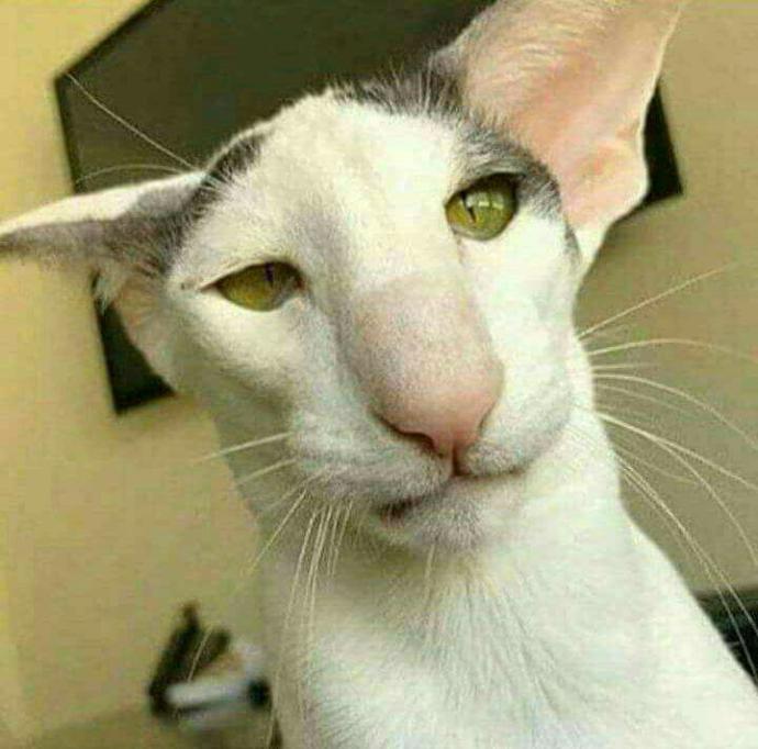 Sizce bu kedi nerelidur 😅??