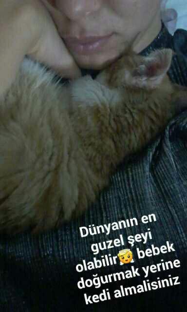 Sizce de yavru kedi dünyanın en tatlı şeyi degil mi??