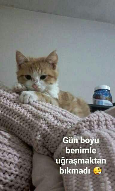 Sizce de yavru kedi dünyanın en tatlı şeyi degil mi??