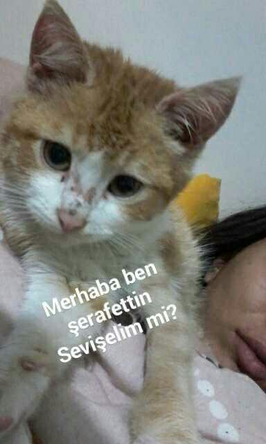 Sizce de yavru kedi dünyanın en tatlı şeyi degil mi??