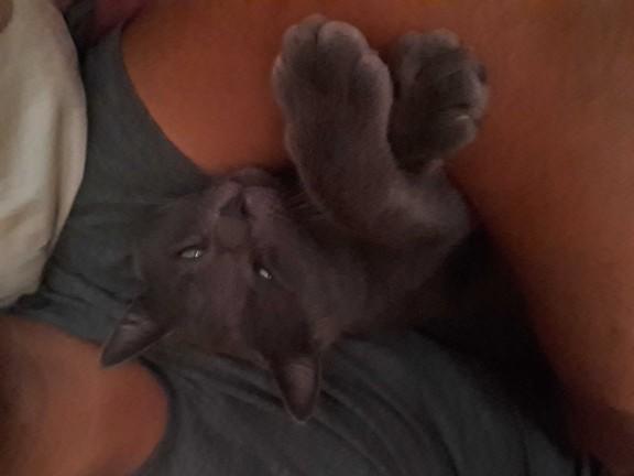 Sizce de yavru kedi dünyanın en tatlı şeyi degil mi?