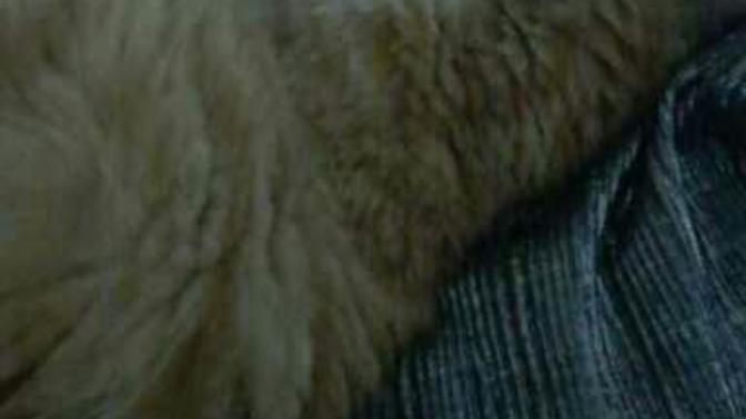 Sizce de yavru kedi dünyanın en tatlı şeyi degil mi?