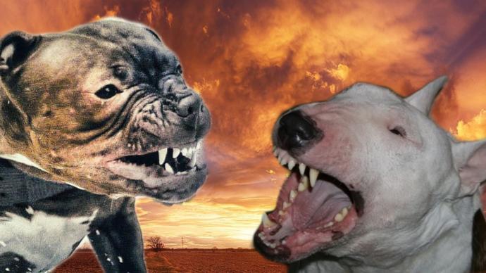 Pitbull mu Bull Terrier mi?