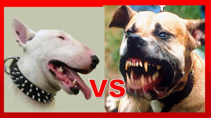 Pitbull mu Bull Terrier mi?