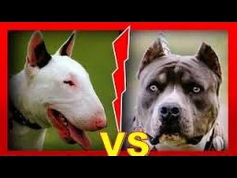Pitbull mu Bull Terrier mi?