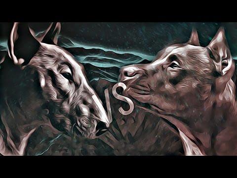 Pitbull mu Bull Terrier mi ?