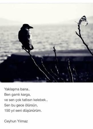 Karga ile kelebeğin aşkı olur mu?(sonu hüzün olan aşkı seçtiğiniz oldu mu)?