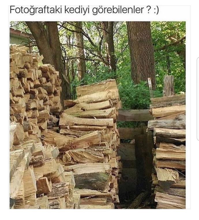 Fotoğraftaki kediyi göre bilen varmi?