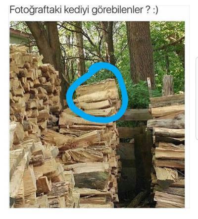 Fotoğraftaki kediyi görebilen var mı?