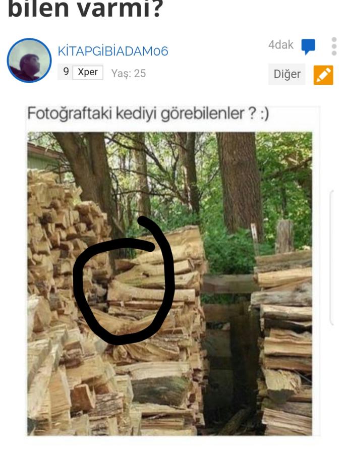 Fotoğraftaki kediyi görebilen var mı?