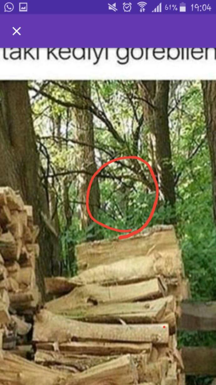 Fotoğraftaki kediyi görebilen var mı?