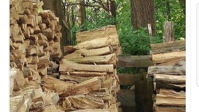 Fotoğraftaki kediyi görebilen var mı?
