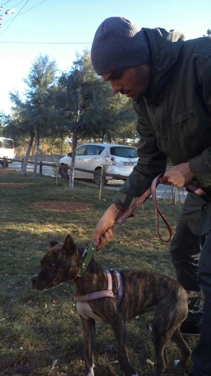 Köpeğiniz dünya üzerinde sizi kendinizden biIe daha çok sevecek tek kişidir.?