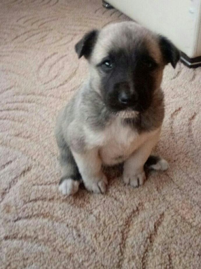 Köpeğiniz dünya üzerinde sizi kendinizden biIe daha çok sevecek tek kişidir?