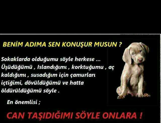 Faytona binme atlar ölüyor... Nasıl bir vebaldir bilen var mı? Bunu bilip hala daha fayton sefası yapmak isteyen var mı?