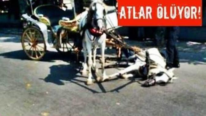 Faytona binme atlar ölüyor... Nasıl bir vebaldir bilen var mı? Bunu bilip hala daha fayton sefası yapmak isteyen var mı?