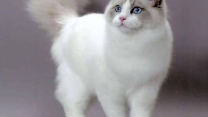 Ragdoll cinsi kedi almak istiyorum bilgisi olan var mı?