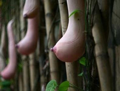 Meyveleri insan figürü şeklinde olan Vakvak ağacını duydunuz mu (resimli)?