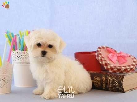 Maltese terrier & Toy poodle?