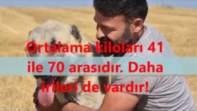 Jaguar vs kangal karşılaştırması hangisi alır?