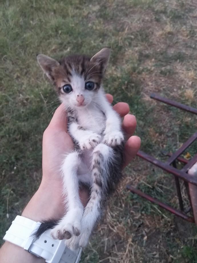 112 buçuk bin TL karşılığında şişman kedi gıdıklar mısınız?