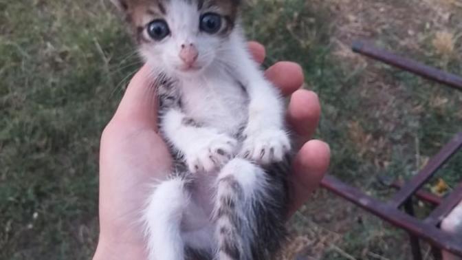 112 buçuk bin TL karşılığında şişman kedi gıdıklar mısınız?