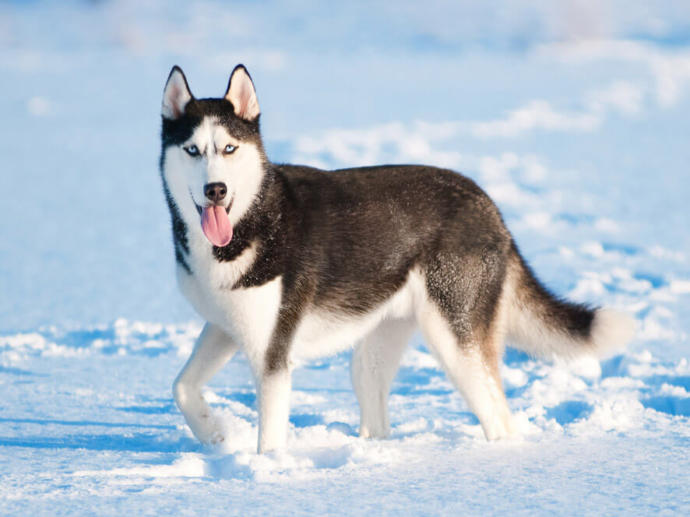 Dünyanın en güçlü köpeği hangisi?