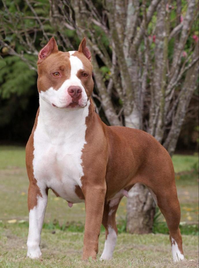 Dünyanın en güçlü köpeği hangisi?