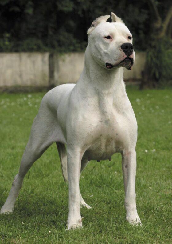 Dünyanın en güçlü köpeği hangisi?