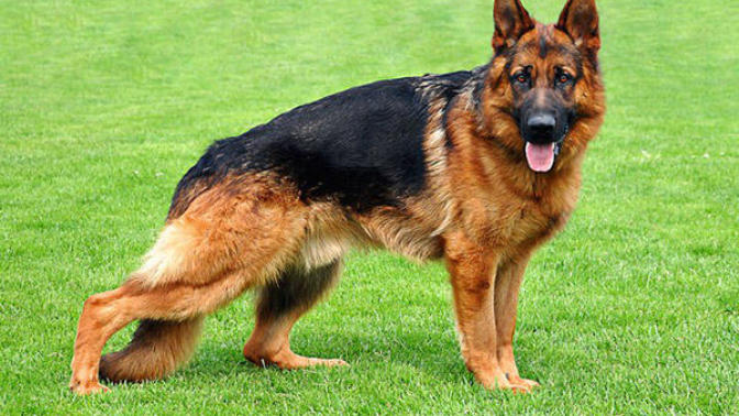 Dünyanın en güçlü köpeği hangisi?