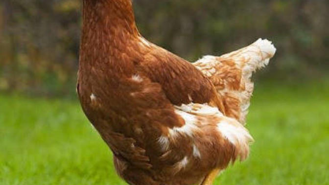 Dişisine tavuk, erkeğine horoz denen hayvan türü nedir?