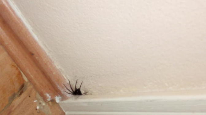 Evimde Tarantula Tipi Bir Örümcek Var Gorusunuzue ihtitacim var yardimci olurmusunuz?