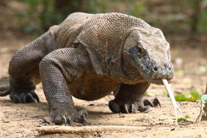 Komodo ejderi besleyen var mı?