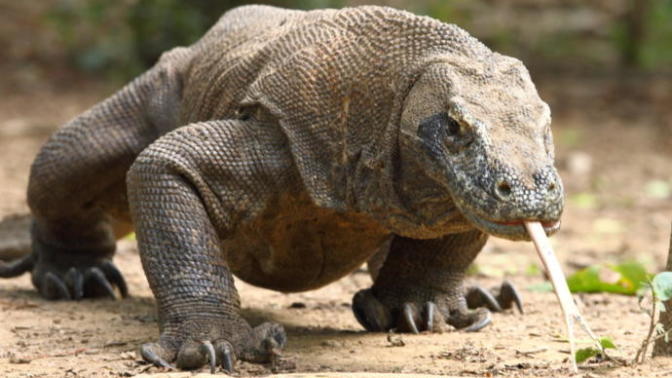 Komodo ejderi besleyen var mı?