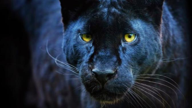 Siyah jaguar besleyen var mı?