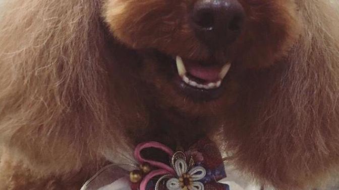 Köpeğimi illa köpek şampuanı ile mi yıkamalıyım?