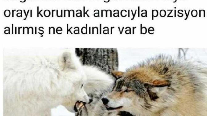 Burada dişi kurt gibi olan var mı?