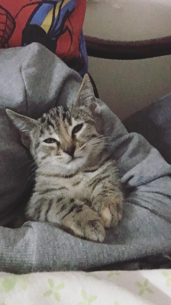 Tekir kedi sahiplendim ama korkularım var? Biraz uzun oldu ama detay kısmında bolca detay verdim sizlere :) şimdiden teşekkürler?