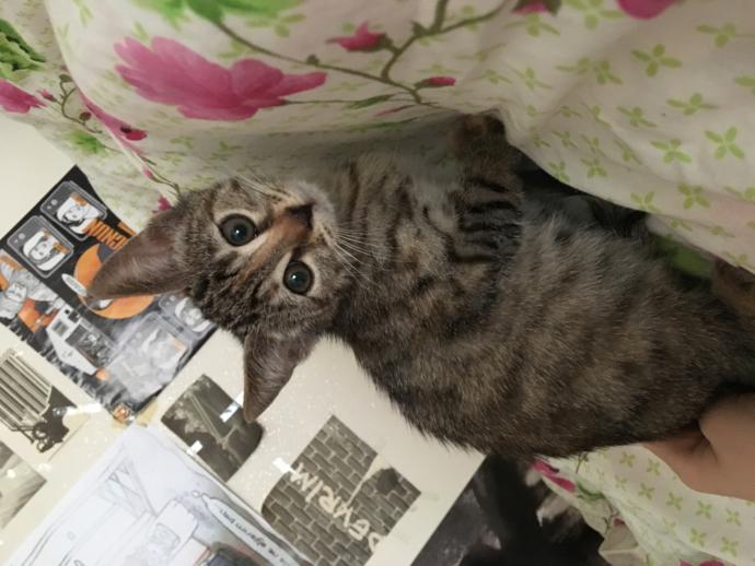 Tekir kedi sahiplendim ama korkularım var? Biraz uzun oldu ama detay kısmında bolca detay verdim sizlere :) şimdiden teşekkürler?