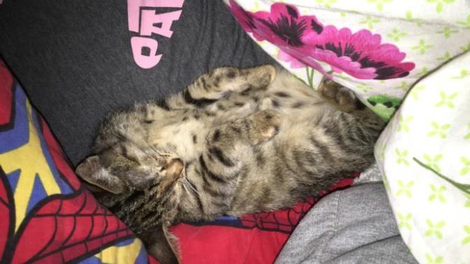 Tekir kedi sahiplendim ama korkularım var? Biraz uzun oldu ama detay kısmında bolca detay verdim sizlere :) şimdiden teşekkürler?