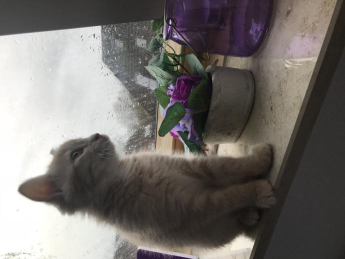 Normal mi ? Mevzu evcil hayvan (daha doğrusu kediler ile) alakalı?
