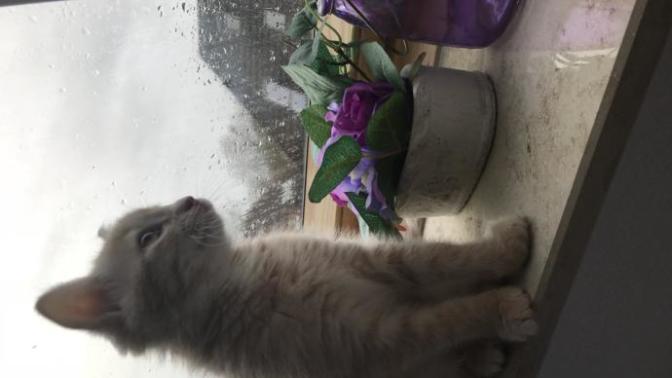 Normal mi? Mevzu evcil hayvan (daha doğrusu kediler ile) alakalı?