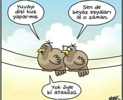 Yuvayı Dişi Kuş mu Yapar Yuvayı Dişi Kuş mu Yapar